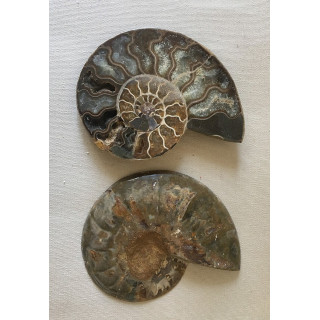 Ammonite coupée en deux 10/12cm par 1