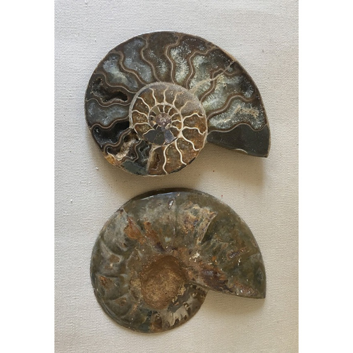 Ammonite cut in half 10/12cm by 1