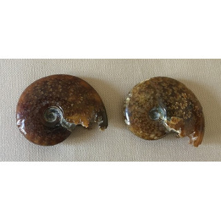 Fossile Ammonite Cleoniceras 7/8cm lot de 2
