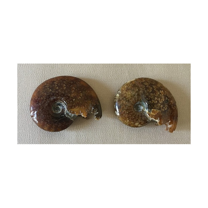Fossile Ammonite Cleoniceras 7/8cm lot de 2