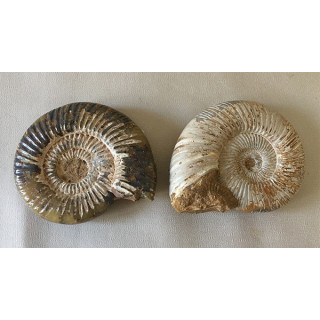 Nautile Perisphinctes 93/100mm