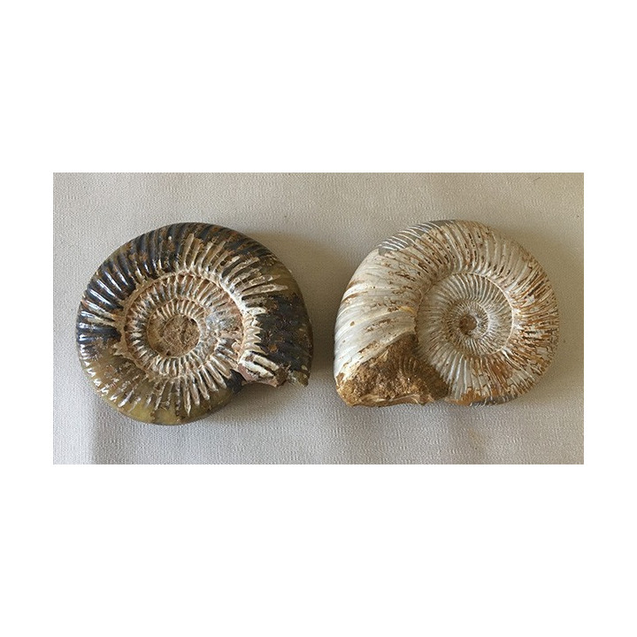 Nautilus Perisphinctes 93/100mm