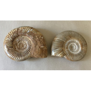 Nautile Perisphinctes 115mm