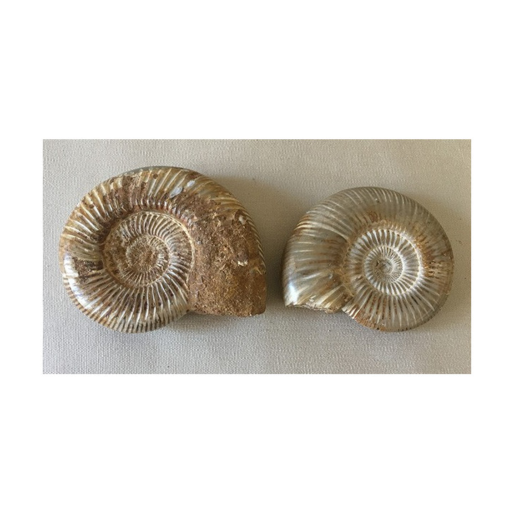 Nautilus Perisphinctes 115mm