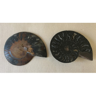 Ammonite cléonidas coupée en 2 vendu par 1