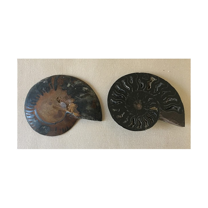 Ammonite cléonidas coupée en 2 vendu par 1