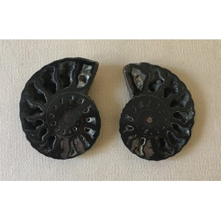 Ammonite cléonidas vendu par 1
