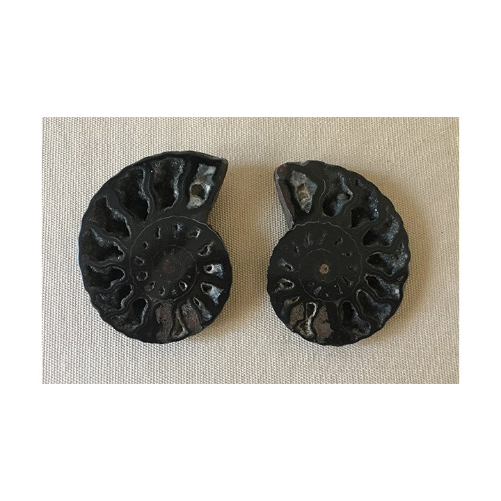 Ammonite cléonidas vendu par 1