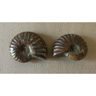 Ammonite cleoniceras 110M years 37/45mm by 3