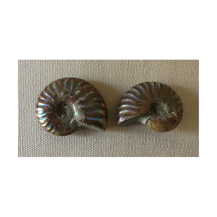 Ammonite cléoniceras 110M d'années 37/45mm par 3
