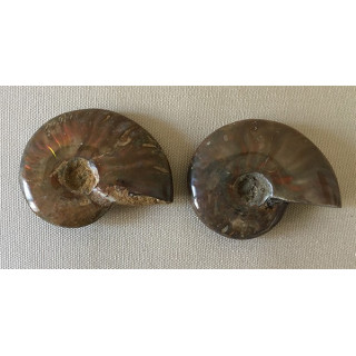 Ammonite cléoniceras 110M d'années 48/55mm par 3