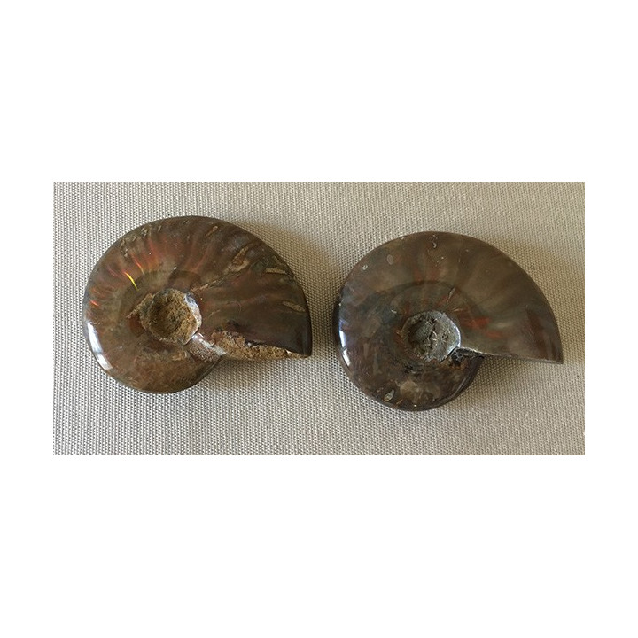 Ammonite cleoniceras 110M years 48/55mm by 3