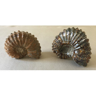 Ammonite douvilliceras 70/80mm by 1