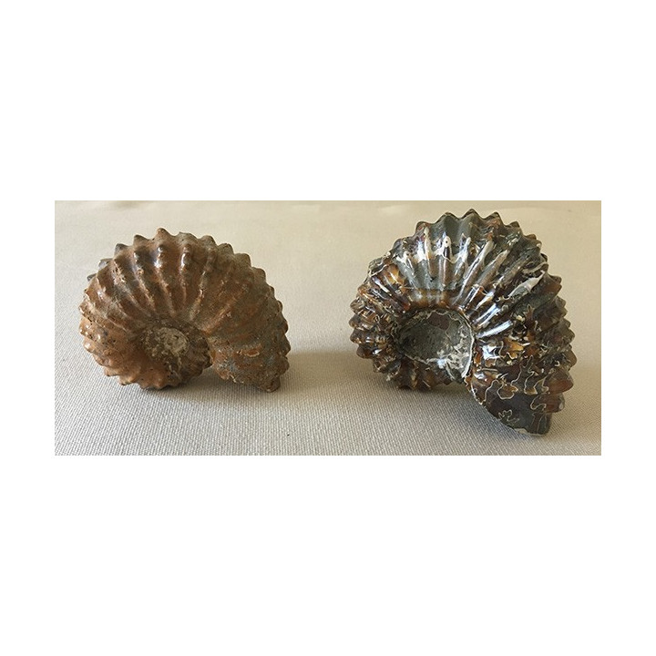 Ammonite douvilliceras 70/80mm par 1