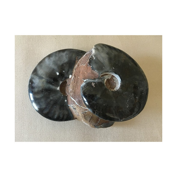 Double ammonite cléoniceras 700grs - 146mm