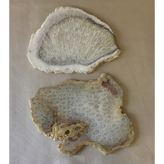 Fossil coral plate 25-30cm by 1