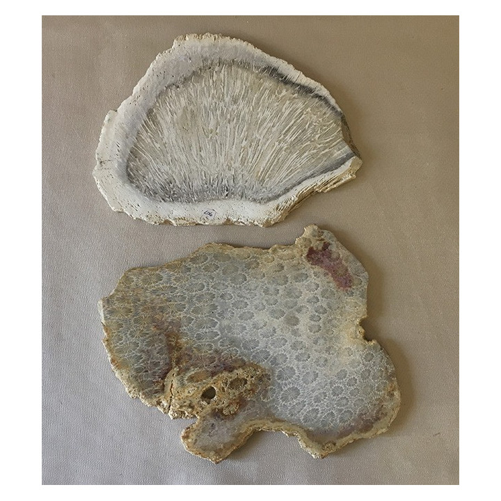 Fossil coral plate 25-30cm by 1