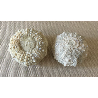Fossil sea urchin test Mini lot of 1