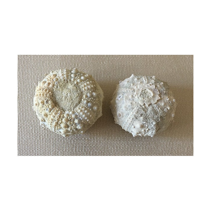 Test D'oursin Fossile Mini lot de 3