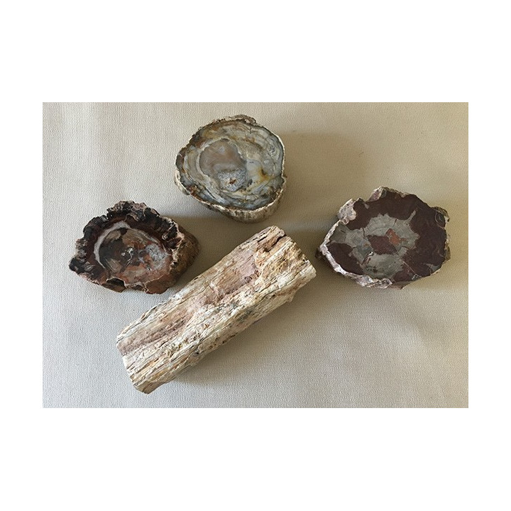 Morceaux de bois fossilisés (Madagascar) 200à900grs (vendu au kilo)