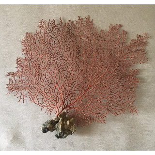 Red Sea Eventail 15/20cm (9-10")  lot of 3