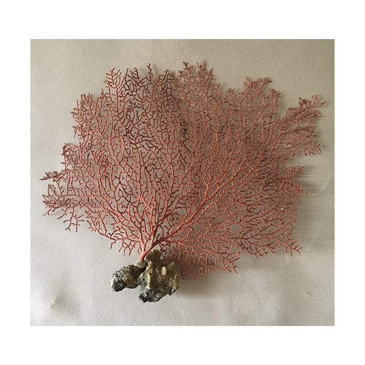 Eventail de Mer Rouge 15/20cm (9-10") lot de 3