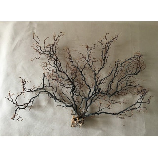 Gorgone noire arbre 25/30cm (10''-15'') par 3