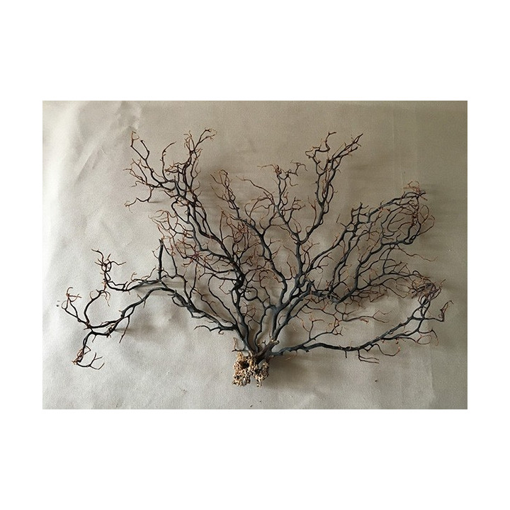 Gorgone noire arbre 25/30cm (10''-15'') par 3