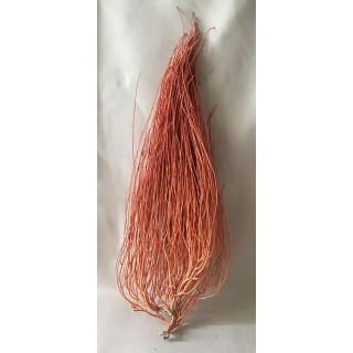Gorgone balai orange 60/70cm ( 24'' - 28'' ) par 1