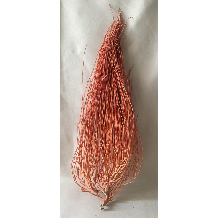 Orange broom gorgon 60/70cm (24'' - 28'') by 1