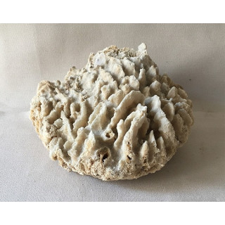 Eponge Tronc 20/25cm lot de 1