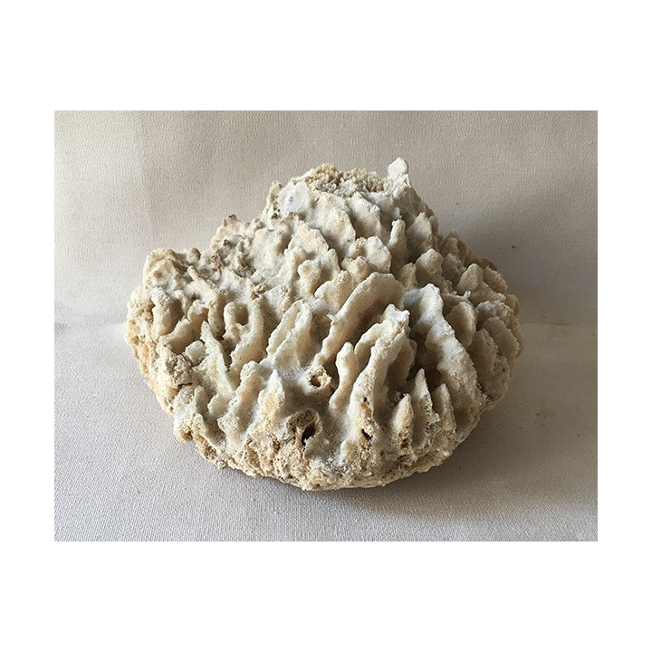 Tronc sponge 20/25cm lot of 1