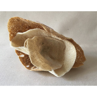 Sponge Cup 13/16cm lot of 6