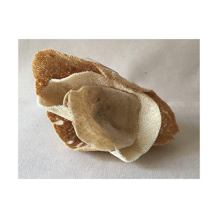 Eponge Coupe 13/16cm lot de 6