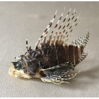 Lion fish 8/10cm lot of 3