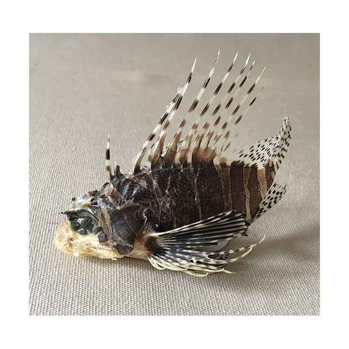 Lion fish 8/10cm lot of 3