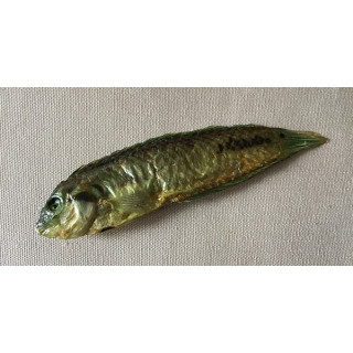 Tropical Fish Verdatre 13/15cm lot of 6