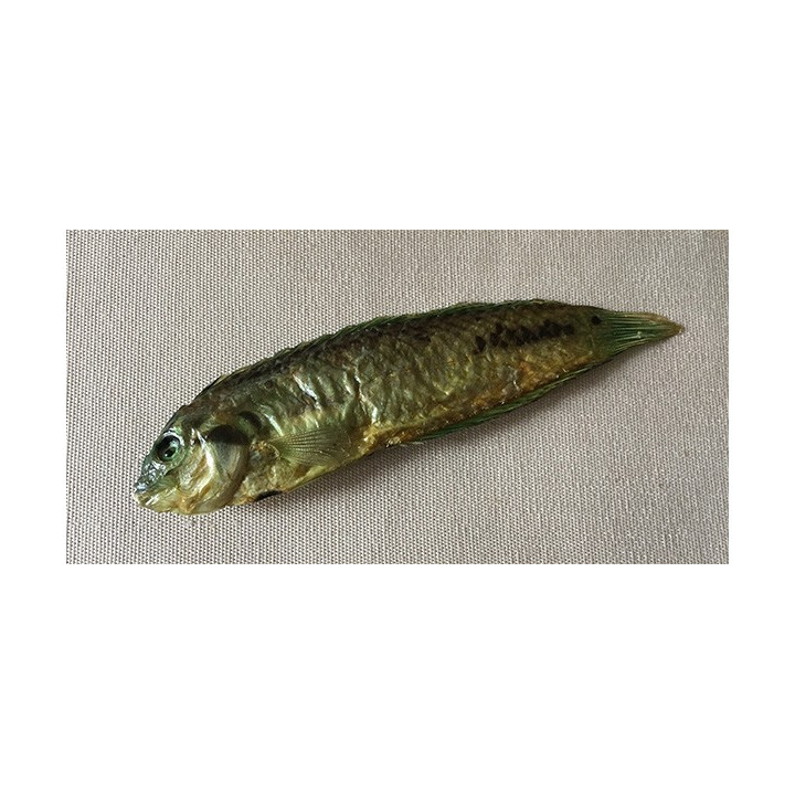 Tropical Fish Verdatre 13/15cm lot of 6