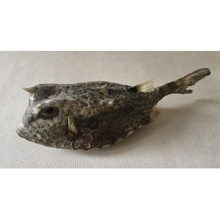 Cowfish 18/20cm lot of 6