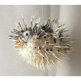 Diodon Piquant 13/17cm lot de 12