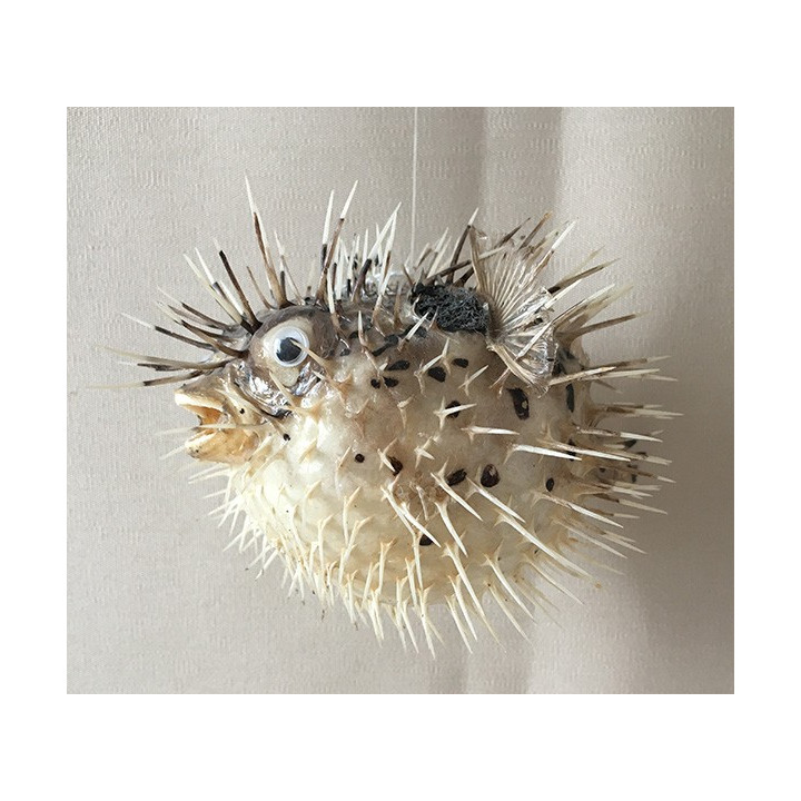 Diodon Prickly 13/17cm lot of 12