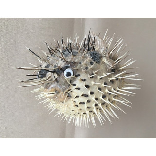 Diodon Piquant 17/22cm lot de 3