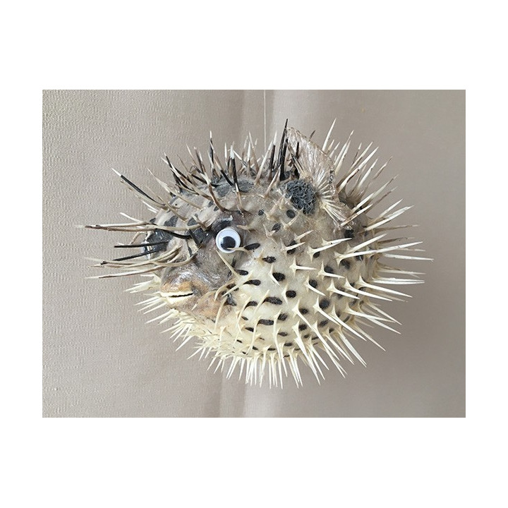 Diodon Piquant 17/22cm lot de 3