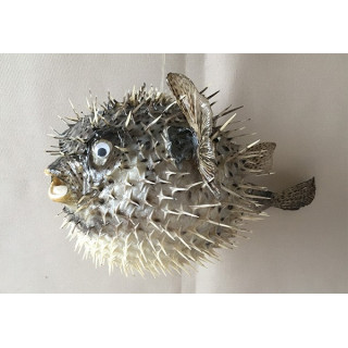 Naturalized pungent diodon 50cm