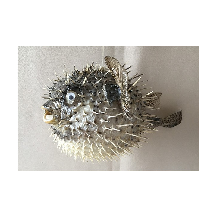 Naturalized pungent diodon 50cm