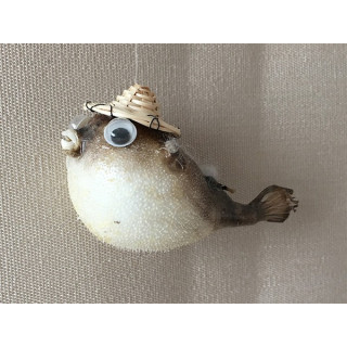 Diodon Parrot 5cm lot of 12