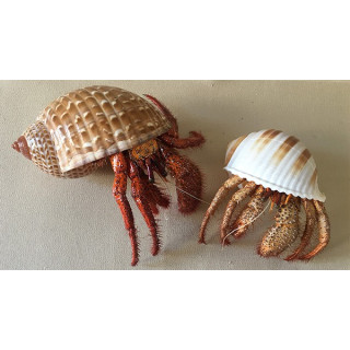 Bernard The hermit in his Shell 10/12cm lot of 1