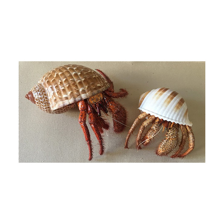 Bernard L'hermite dans son Coquillage 10/12cm lot de 1