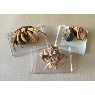 Bernard The Mediterranean hermit in shell 7/9cm 