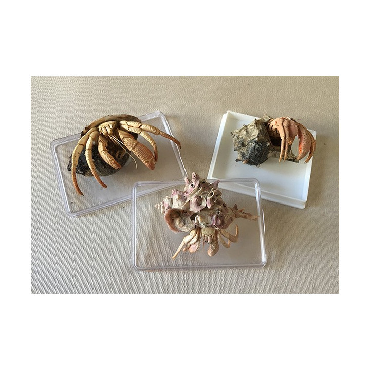 Bernard The Mediterranean hermit in shell 7/9cm 